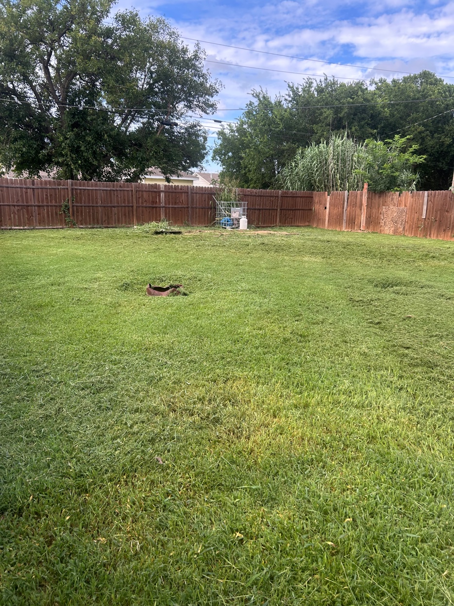 Overgrown Backyard
