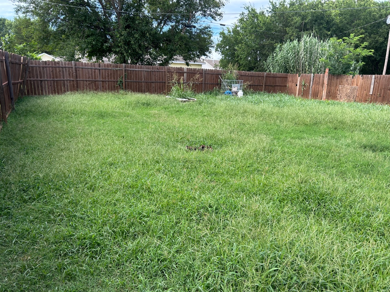 Overgrown Backyard