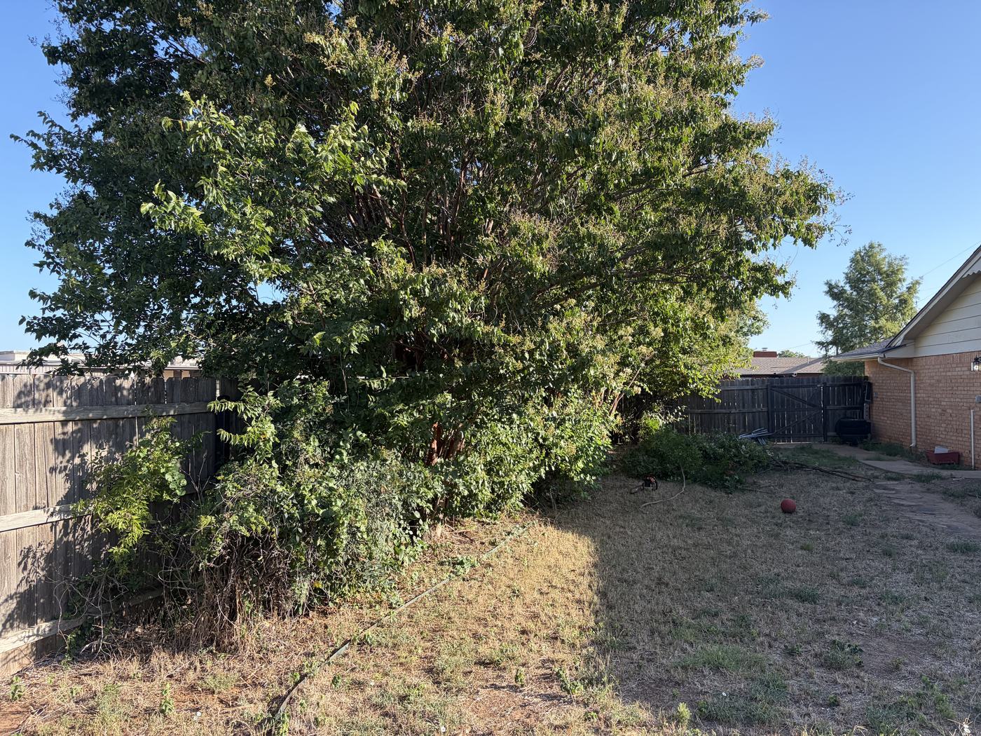 Crepe Myrtle Trimming & Bush Removal Before