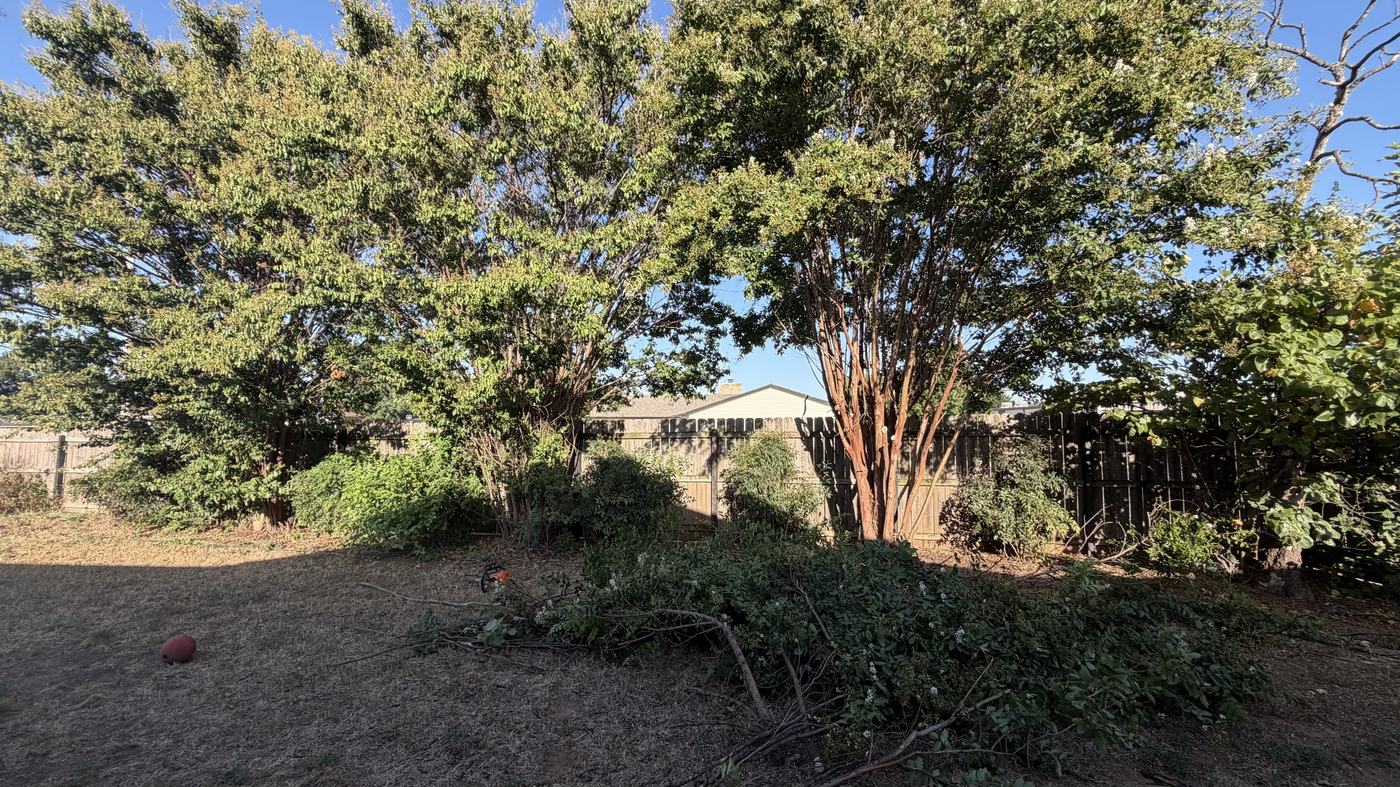 Crepe Myrtle Trimming & Bush Removal Before